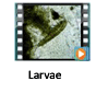 first larvae video